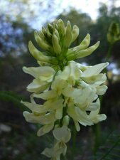 Astragalus trichopodus flower